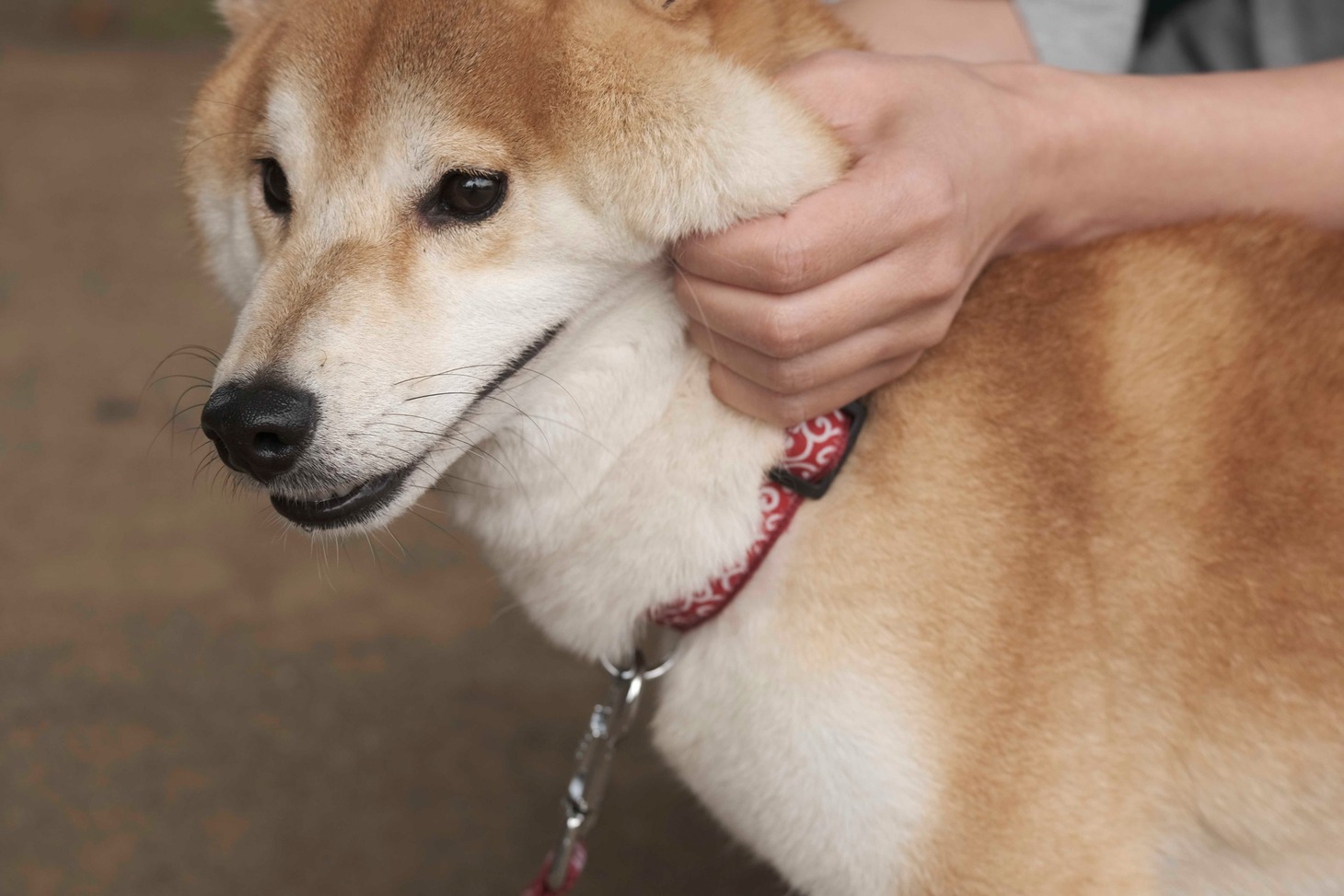 犬