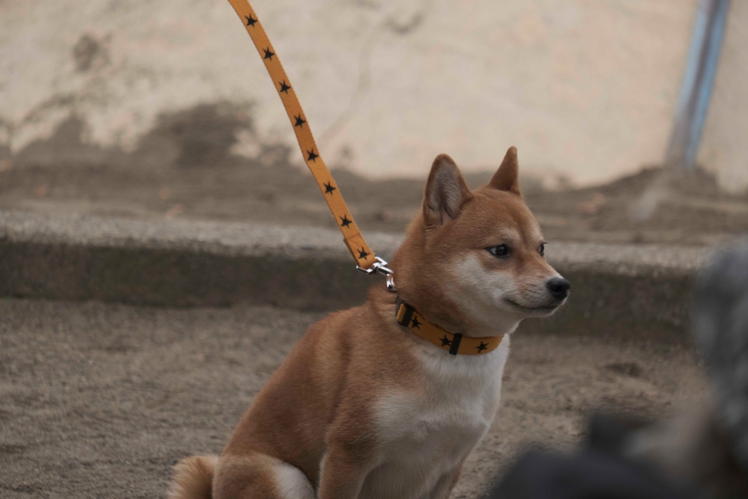 犬