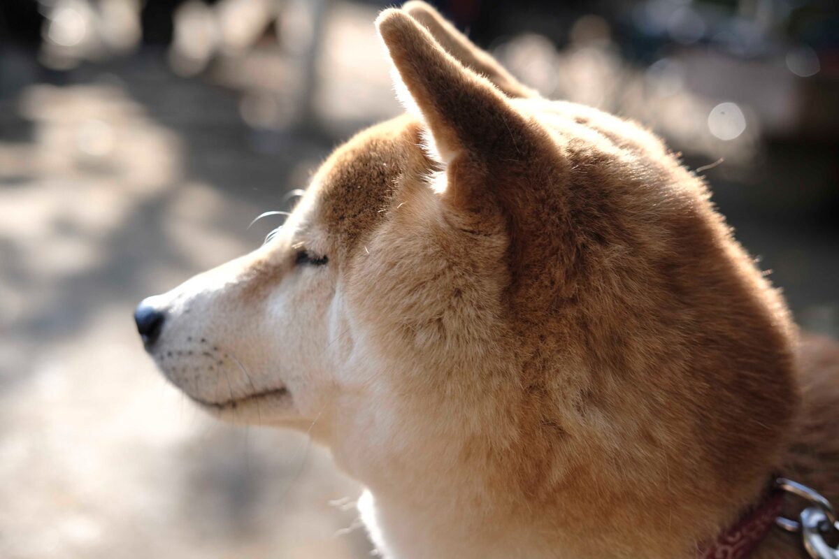 犬 犬 犬 柴公園 柴犬だらけの新写真48点 映画ナタリー