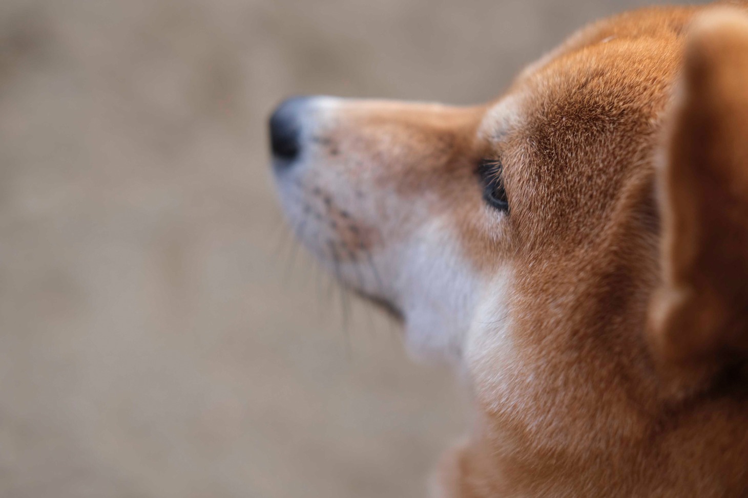犬