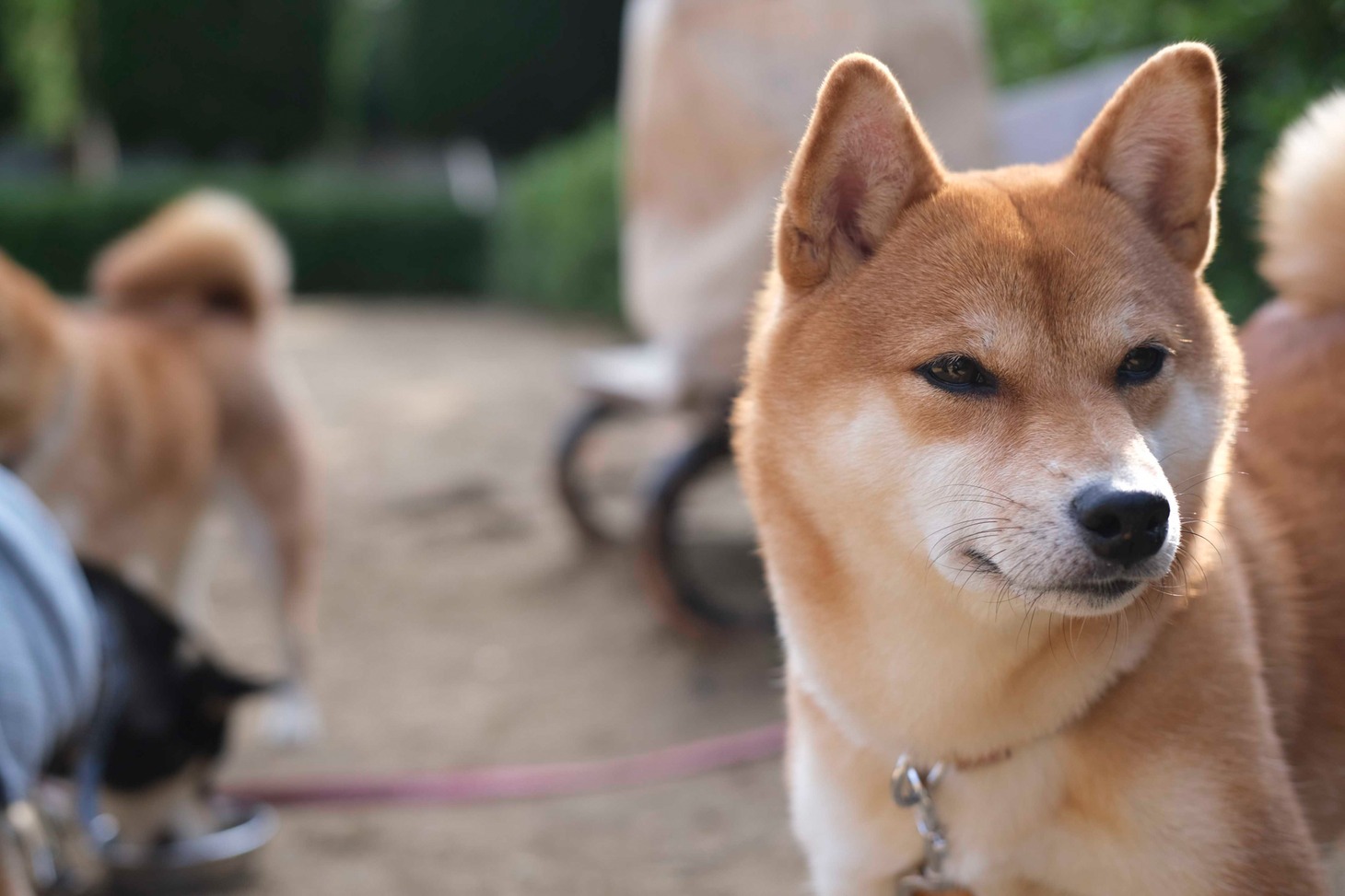 犬