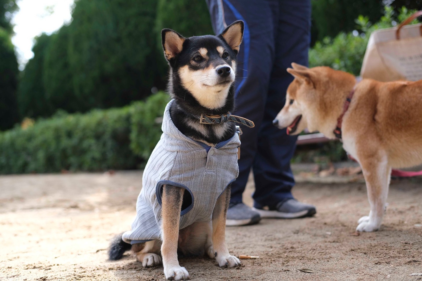 犬