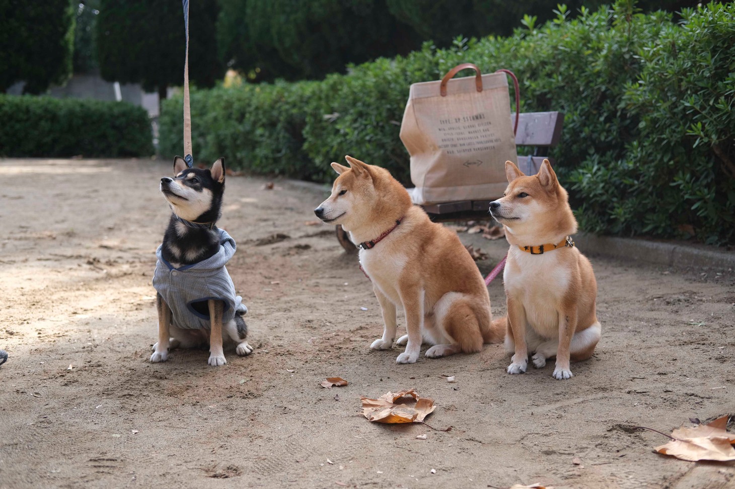 犬