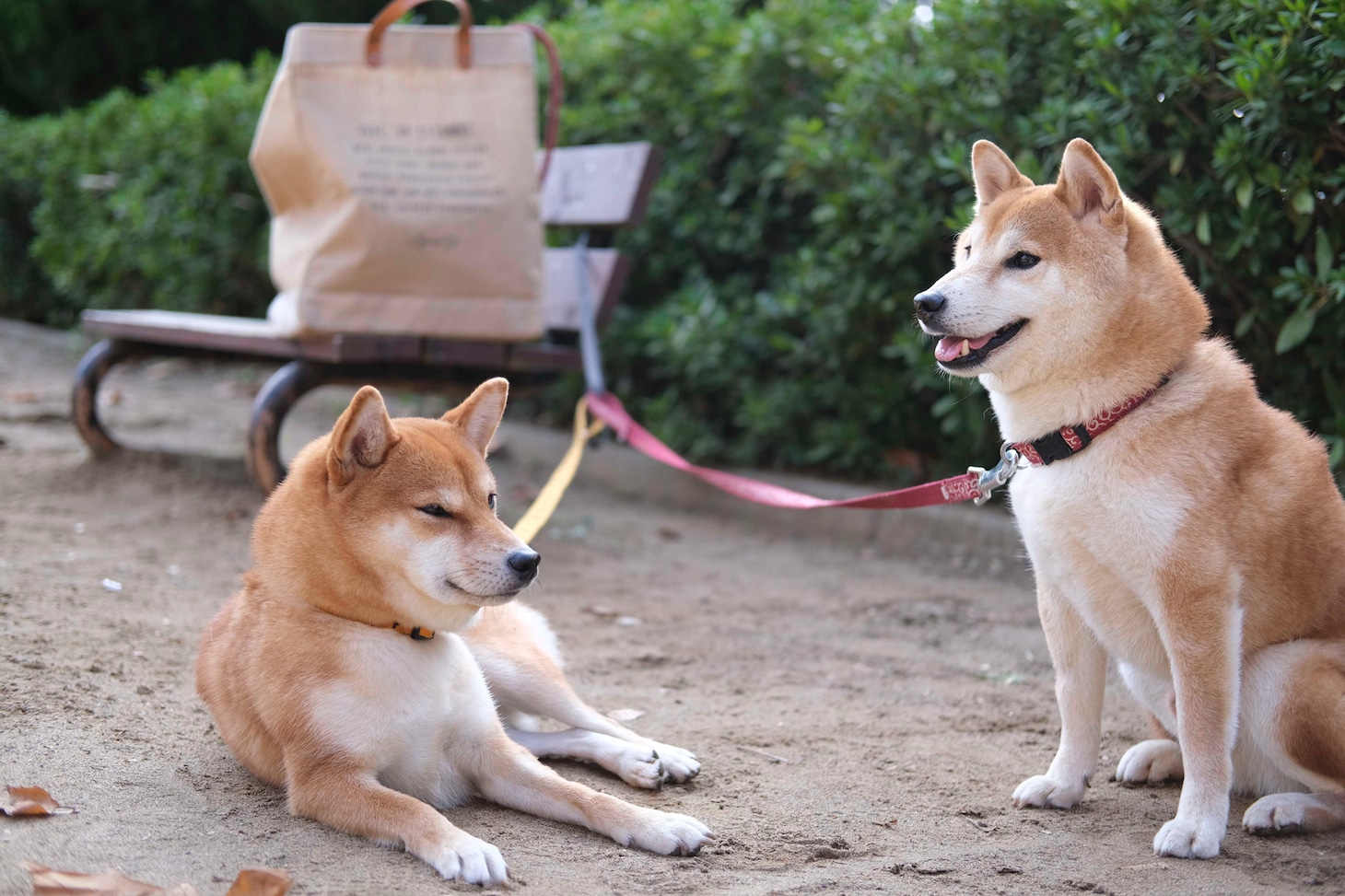 犬