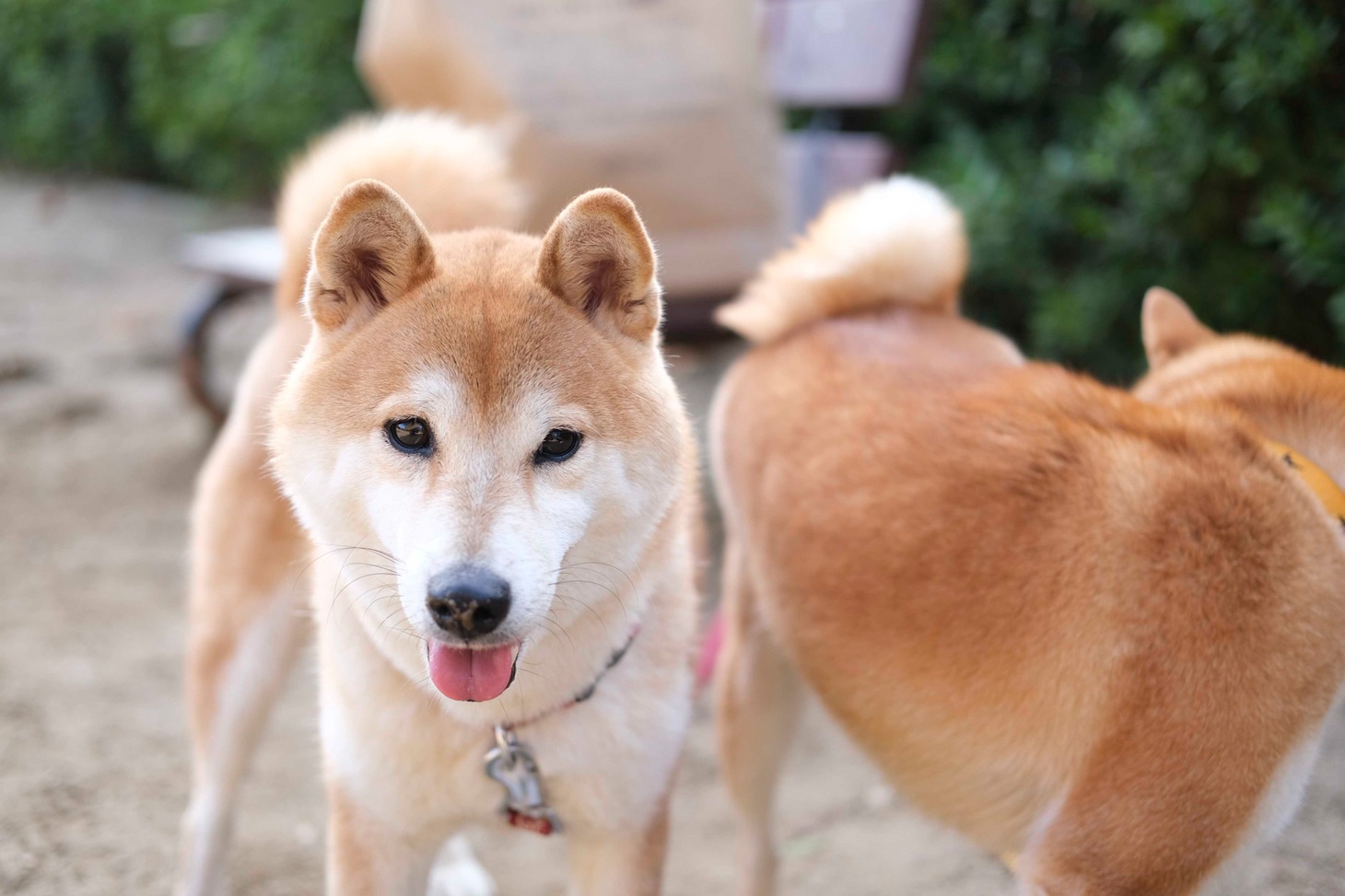 犬