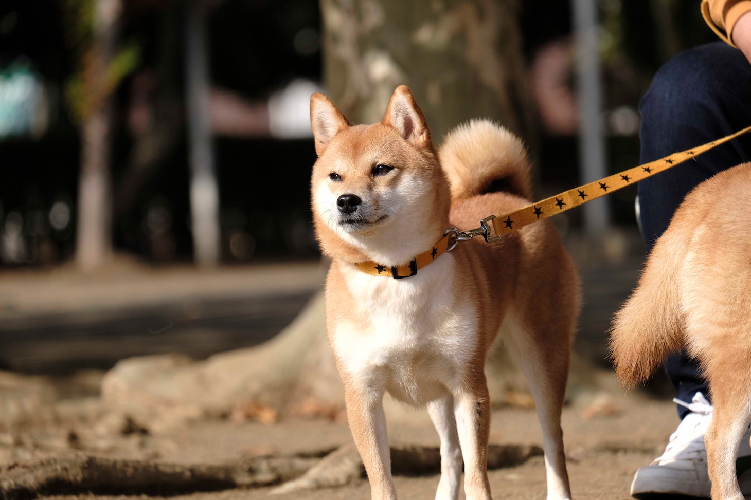 犬