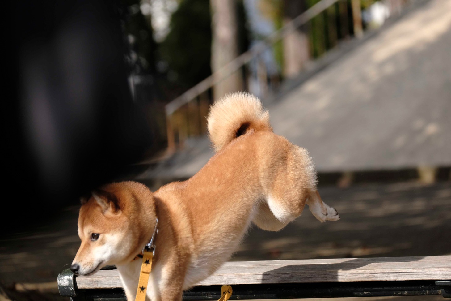 犬