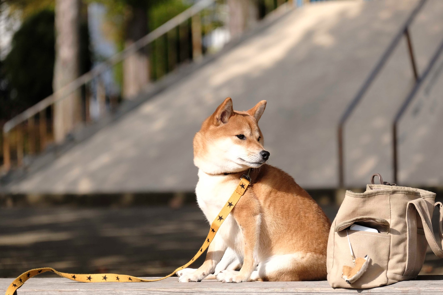 犬