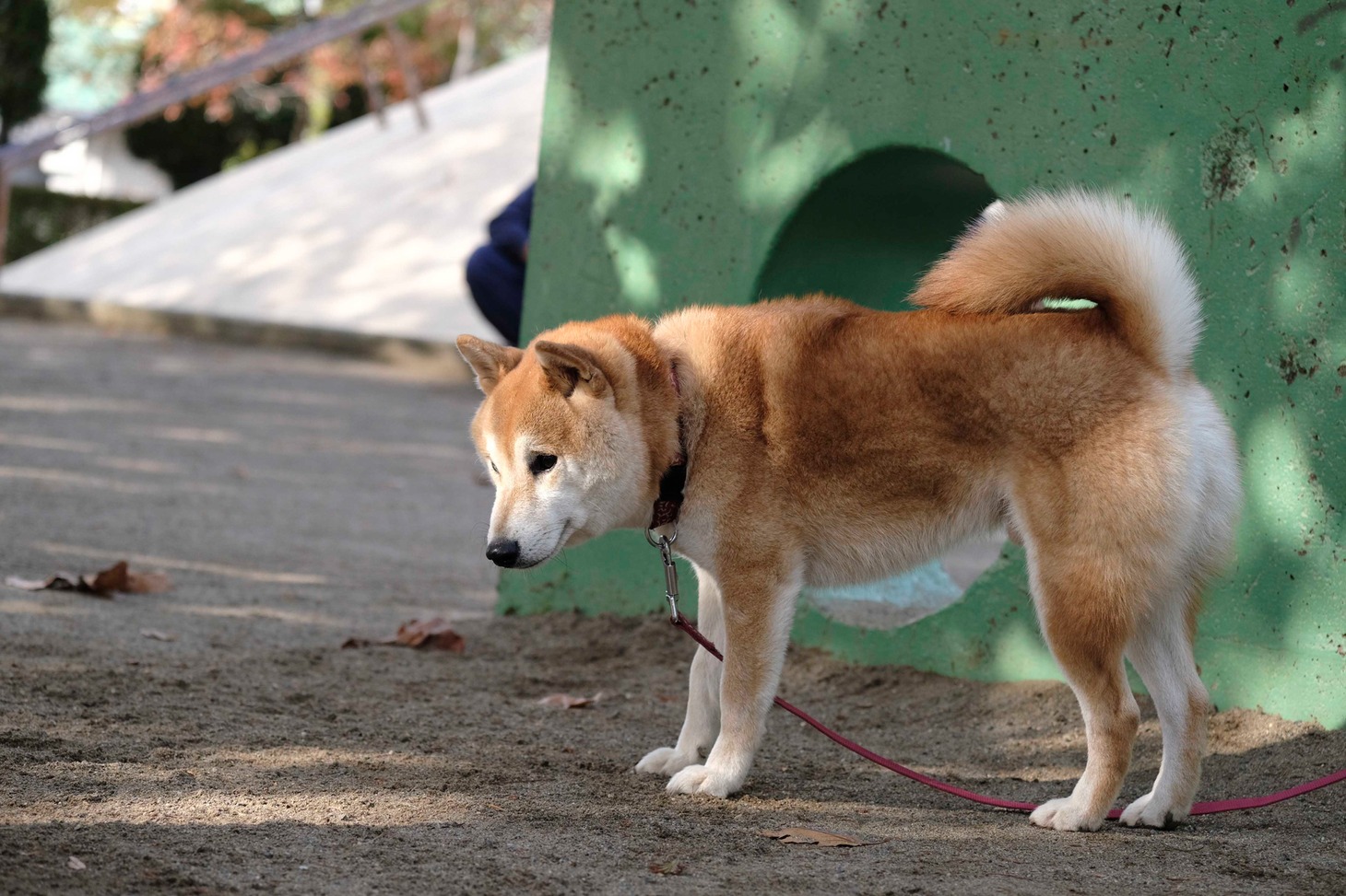 犬