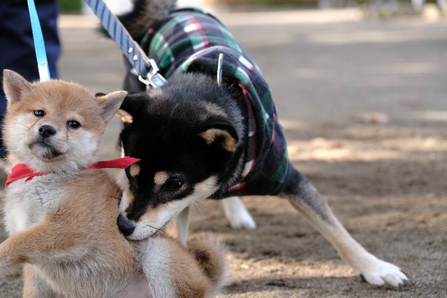 犬