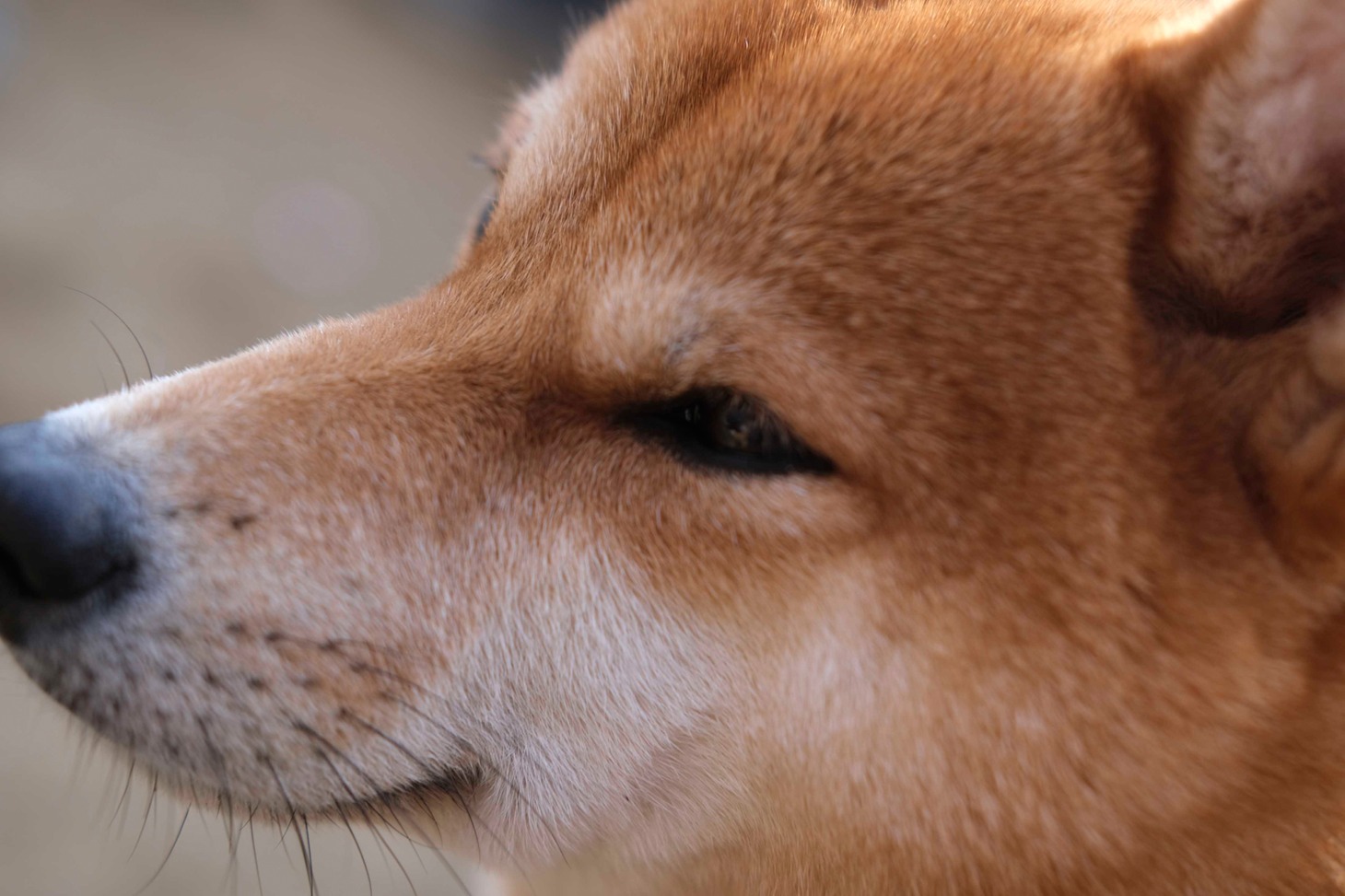 犬