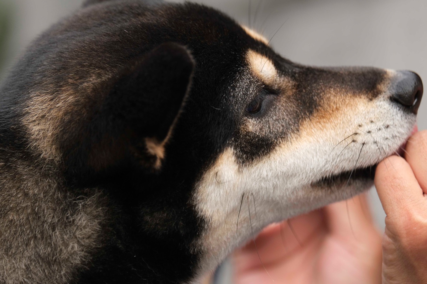 犬