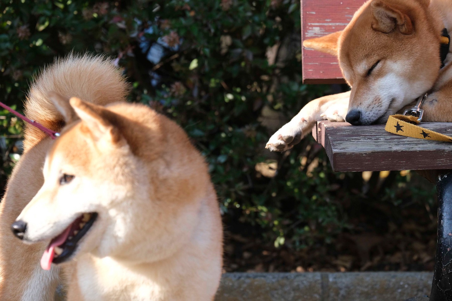 犬
