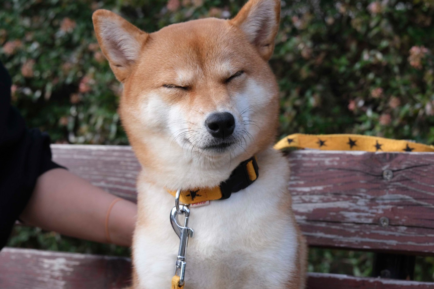 犬