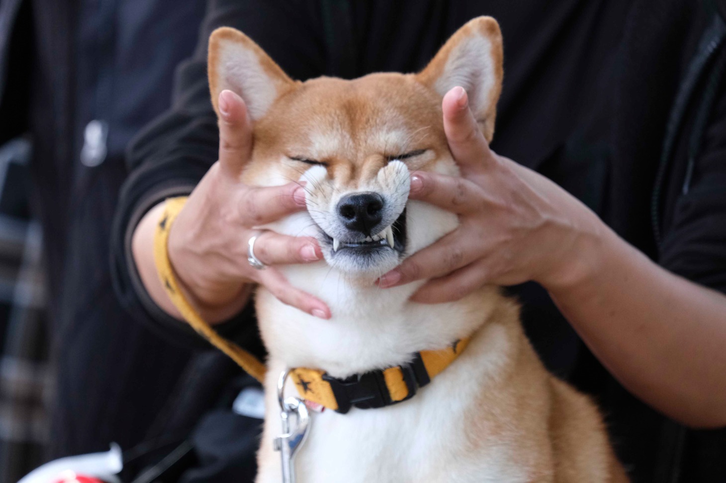 犬
