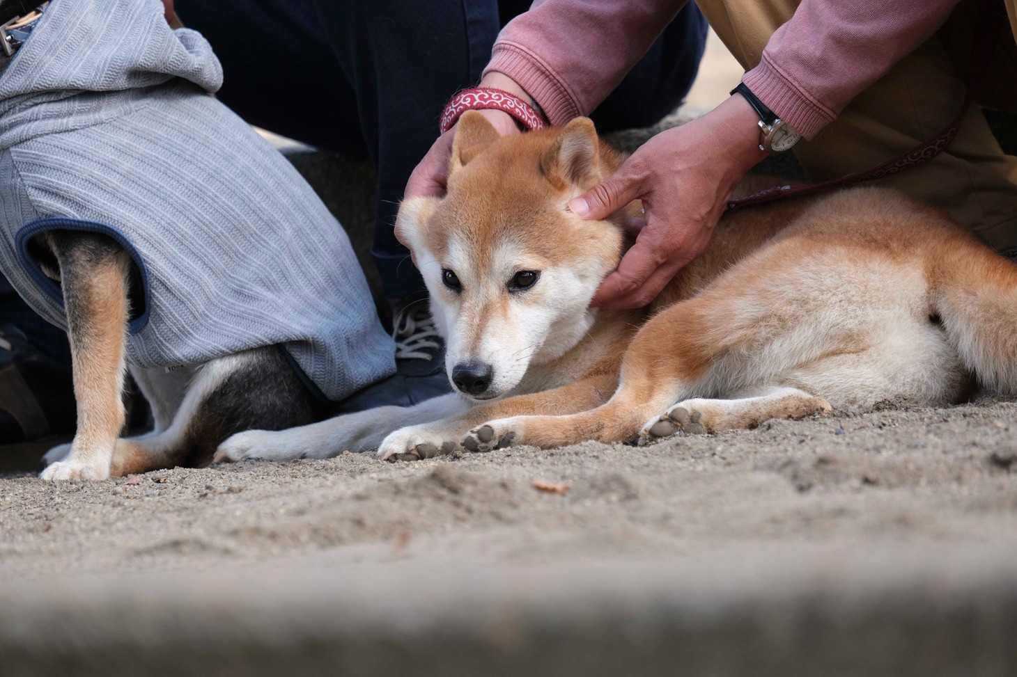 犬