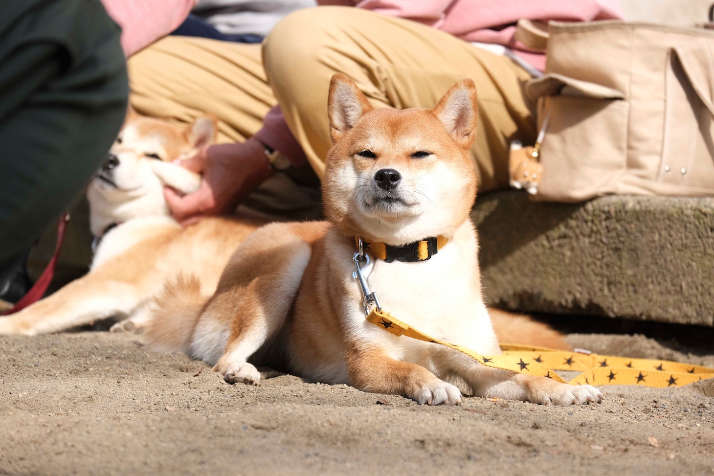 犬