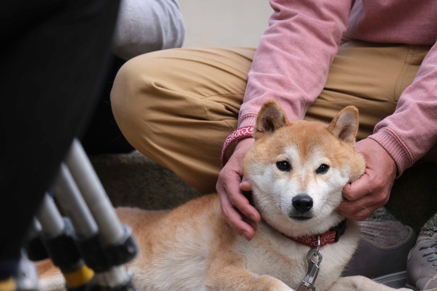 犬