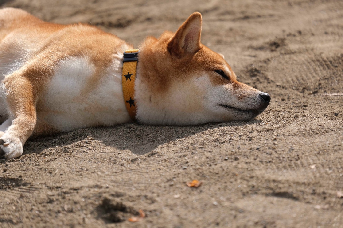 犬