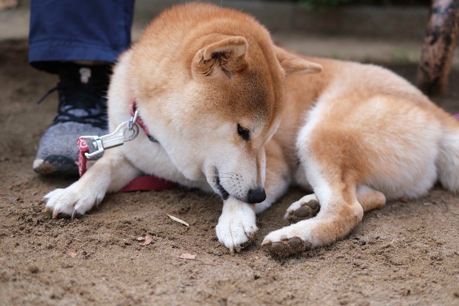 犬