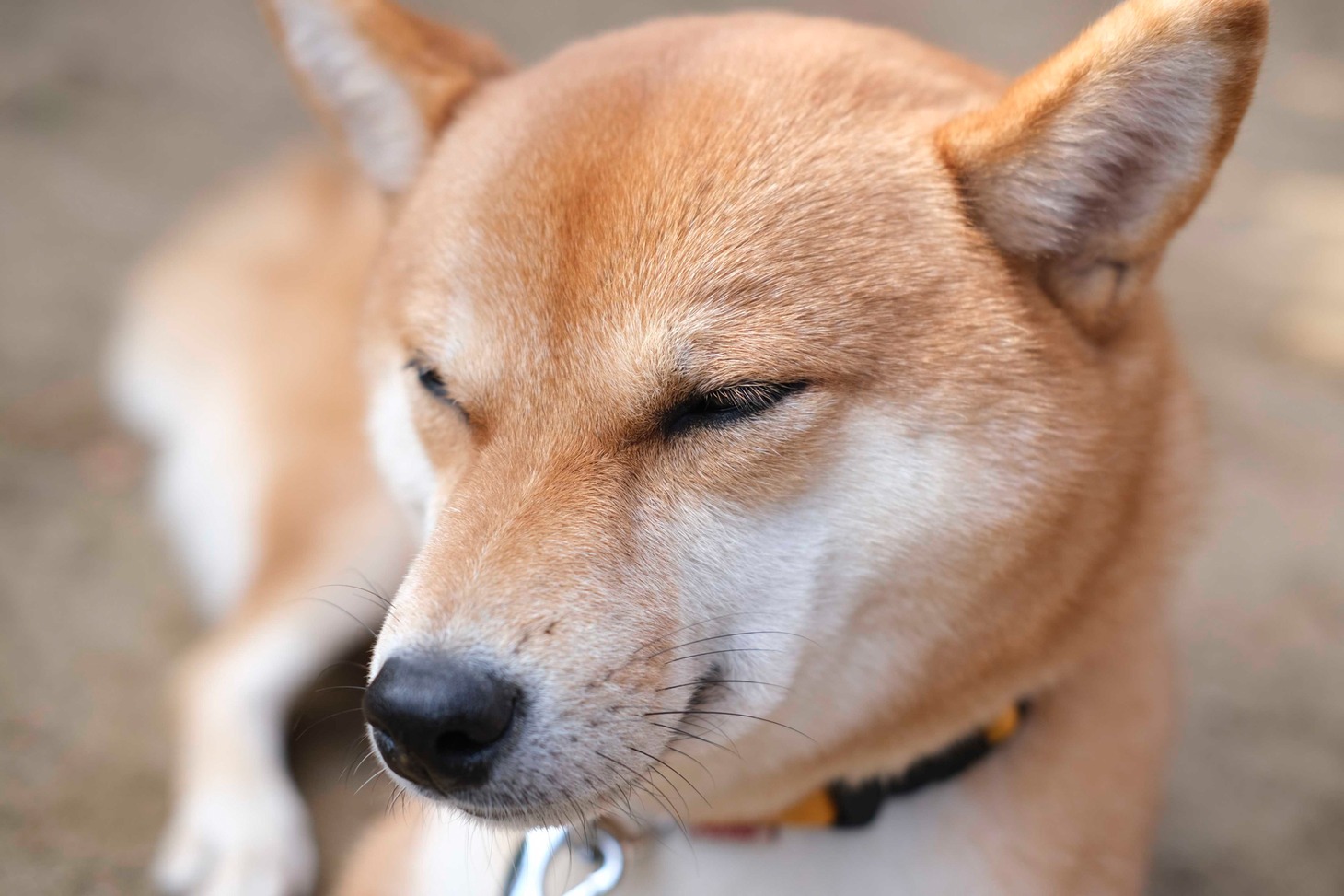 犬