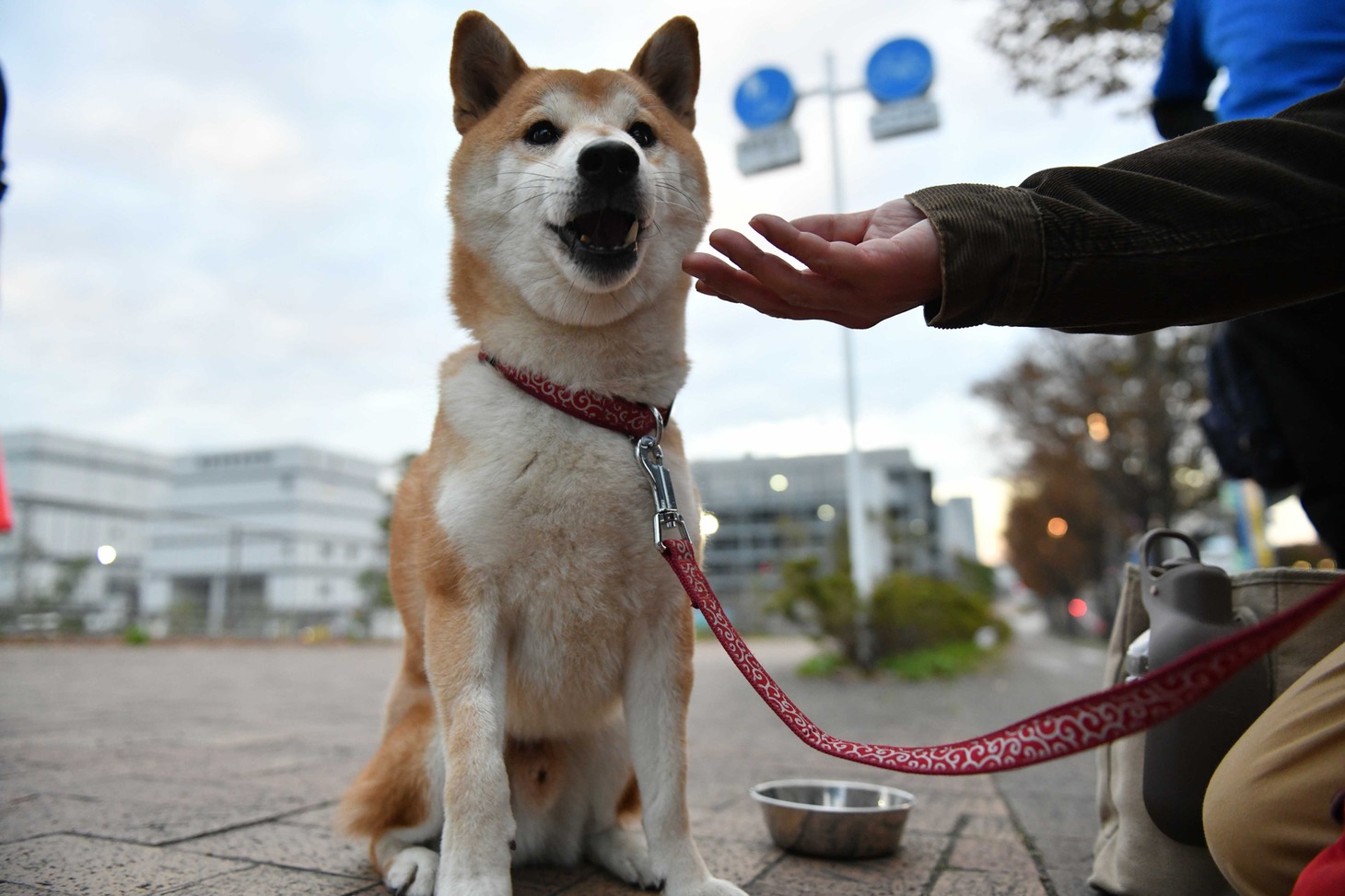 犬