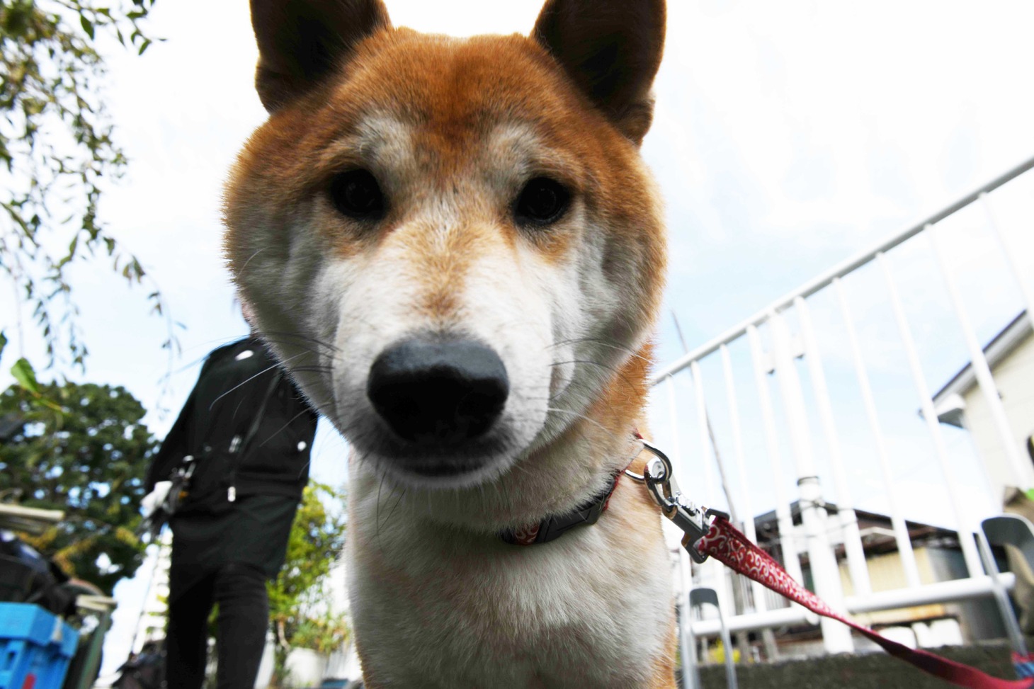 犬