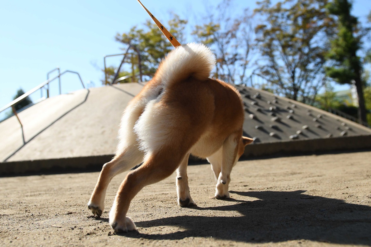 犬