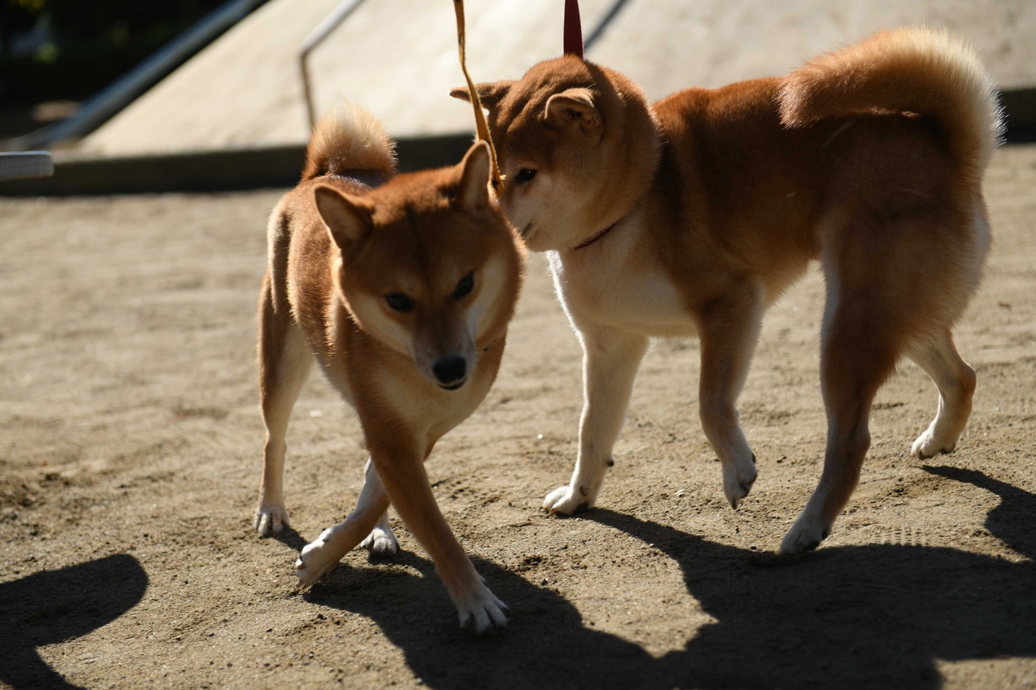 犬