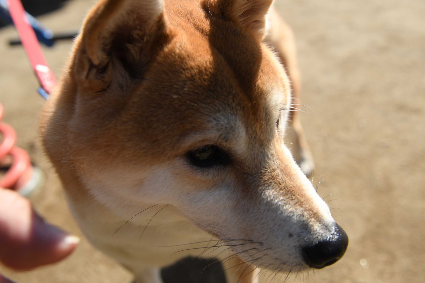 犬