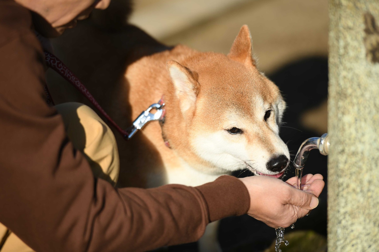 犬