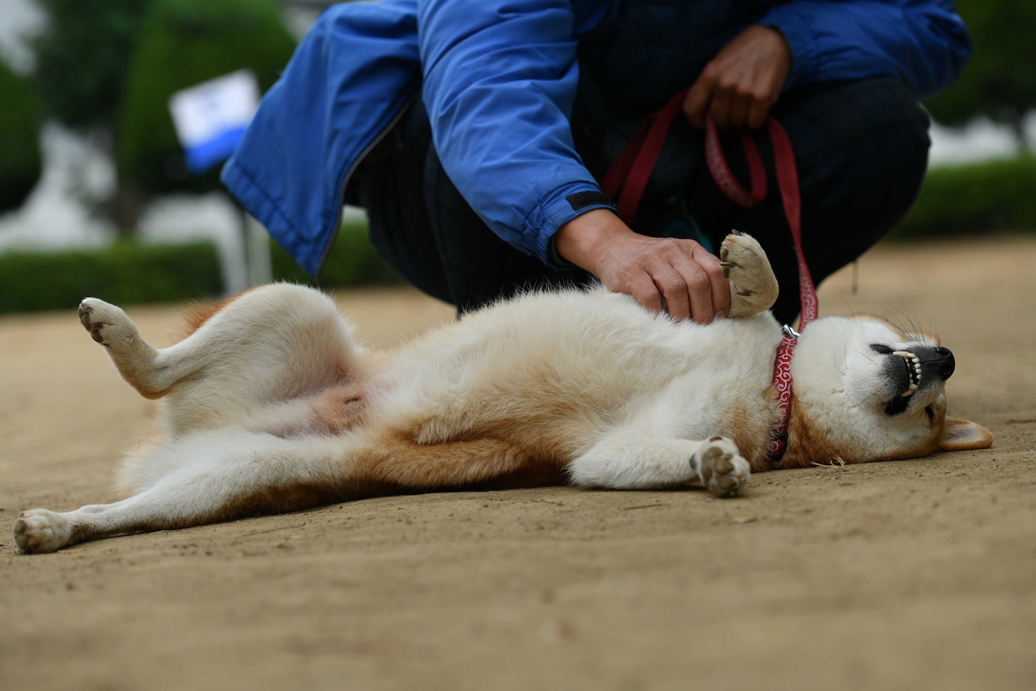 犬