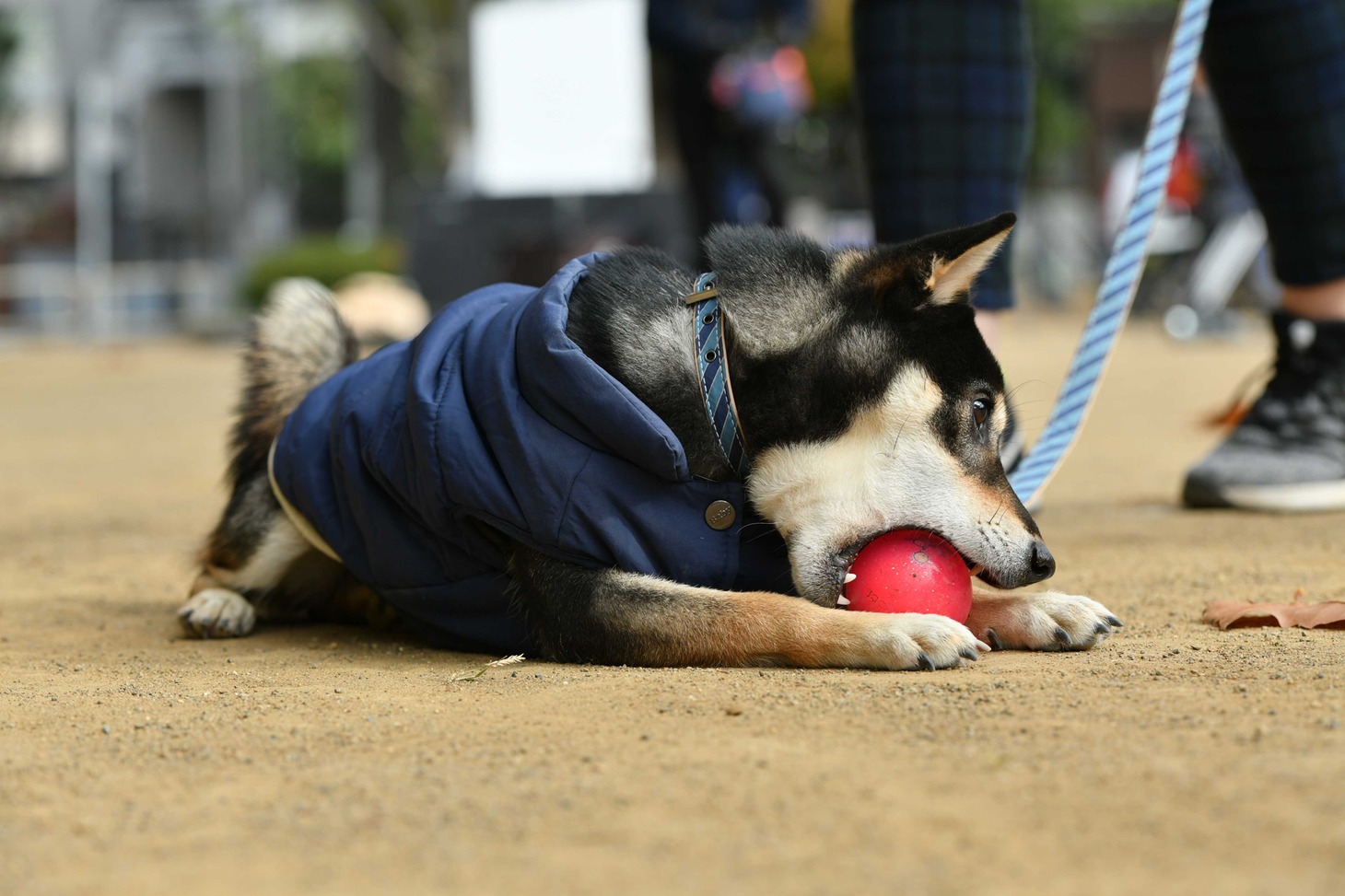 犬
