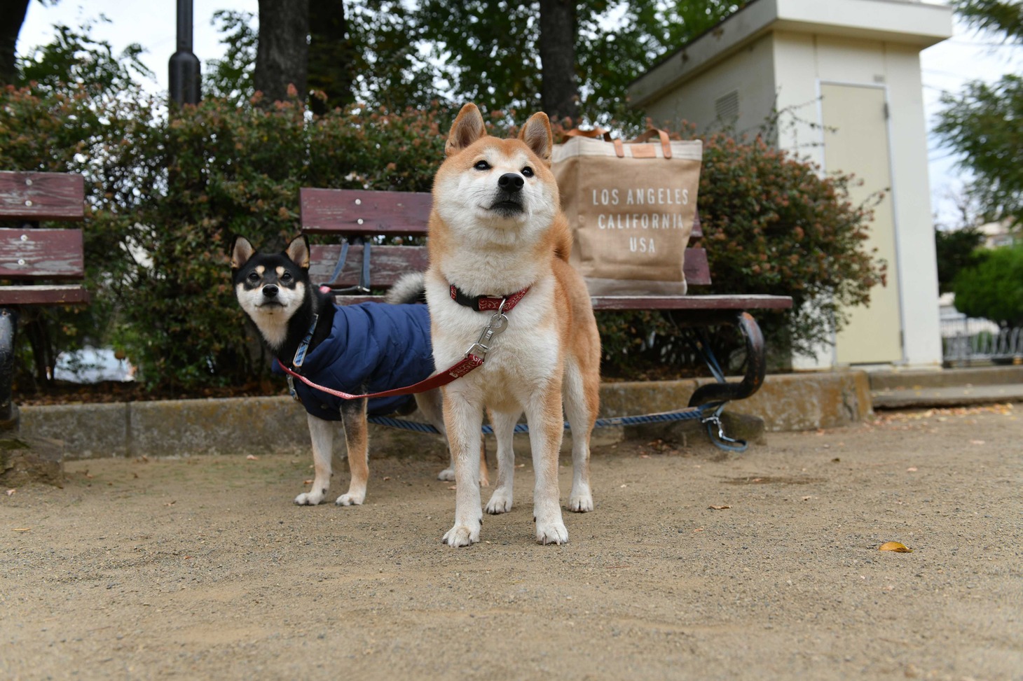 犬