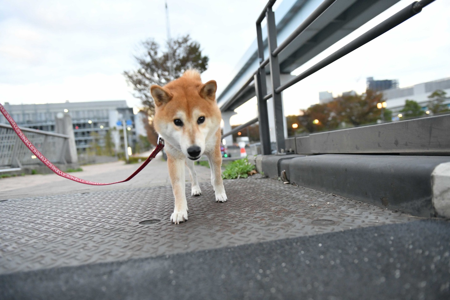 犬