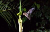 「OUR PLANET 私たちの地球」