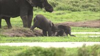「劇場版 ダーウィンが来た！ アフリカ新伝説」新場面写真。水飲み場で戯れるゾウたち。