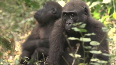 「劇場版 ダーウィンが来た！ アフリカ新伝説」新場面写真。片腕を争いで失ったゴリラのドドと兄弟。