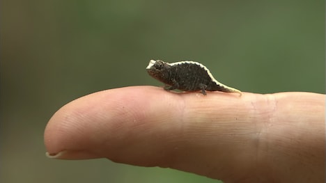 「劇場版 ダーウィンが来た！ アフリカ新伝説」新場面写真。世界最小のカメレオン。