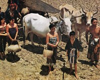 「東北タイの子」 (c)Five Star Production Co., Ltd.