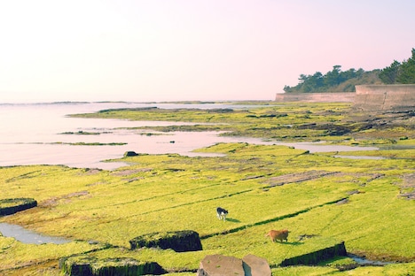 「ねことじいちゃん」