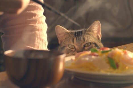 「ねことじいちゃん」新場面写真