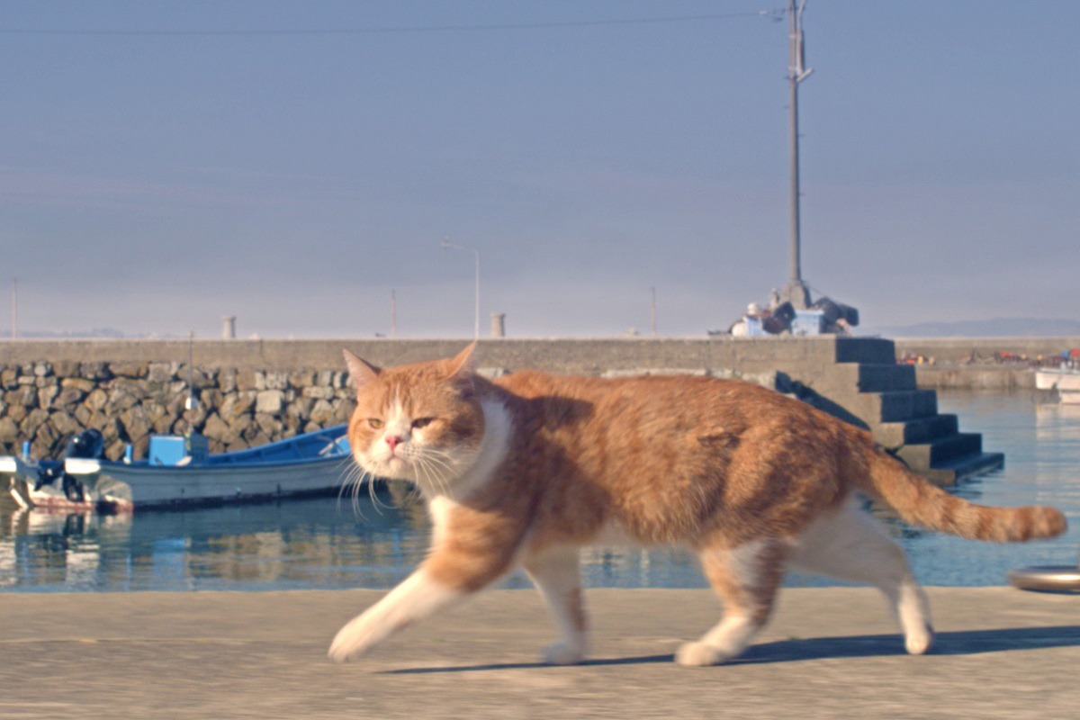 「ねことじいちゃん」