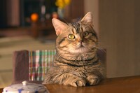 「ねことじいちゃん」