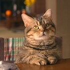 猫のタマ、ごはんをじっと待つ…?「ねことじいちゃん」新写真が解禁