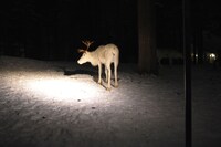 レストラン・カンミ付近で飼育されているトナカイ。