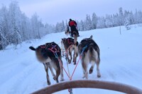 犬ぞり体験の様子。