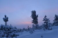 犬ぞり体験時の景色。