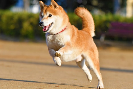 「柴公園」に出演している犬。