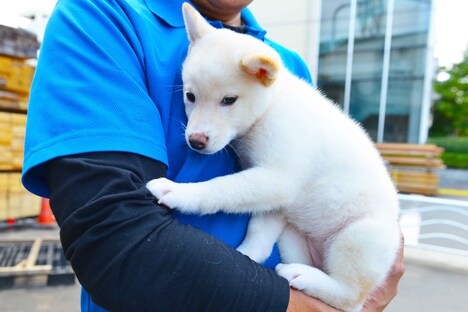 「柴公園」に出演している犬。